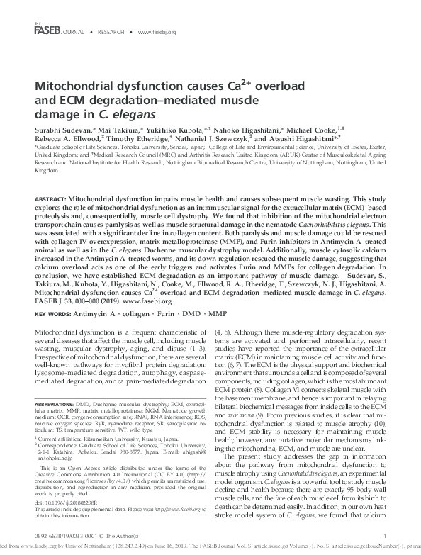 Mitochondrial dysfunction causes Ca2+ overload and ECM degradation–mediated muscle damage in C. elegans Thumbnail