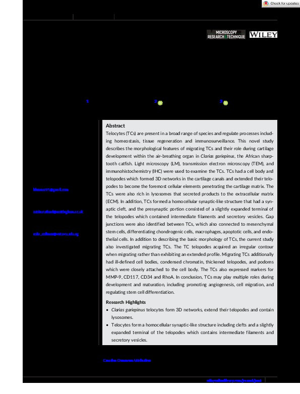 Morphology of migrating telocytes and their potential role in stem cell differentiation during cartilage development in catfish (Clarias gariepinus) Thumbnail