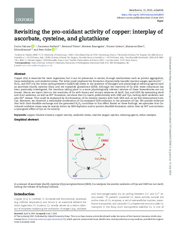 Revisiting the pro-oxidant activity of copper: interplay of ascorbate, cysteine, and glutathione Thumbnail