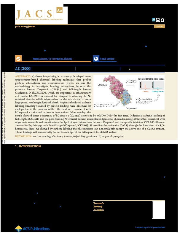 Mapping the Binding Interactions between Human Gasdermin D and Human Caspase-1 Using Carbene Footprinting Thumbnail