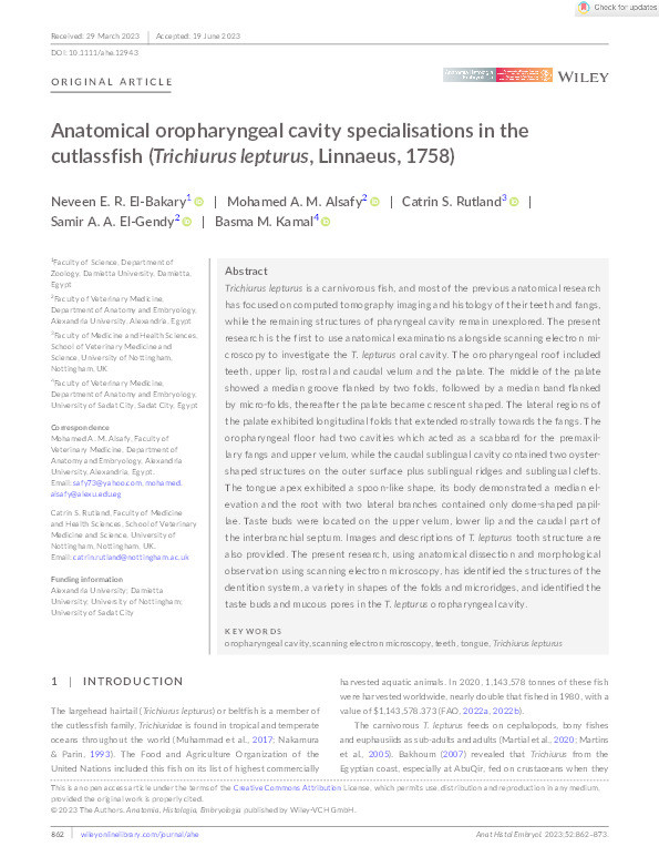 Anatomical oropharyngeal cavity specialisations in the cutlassfish (Trichiurus lepturus, Linnaeus, 1758) Thumbnail