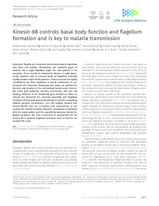 Kinesin-8B controls basal body function and flagellum formation and is key to malaria transmission Thumbnail
