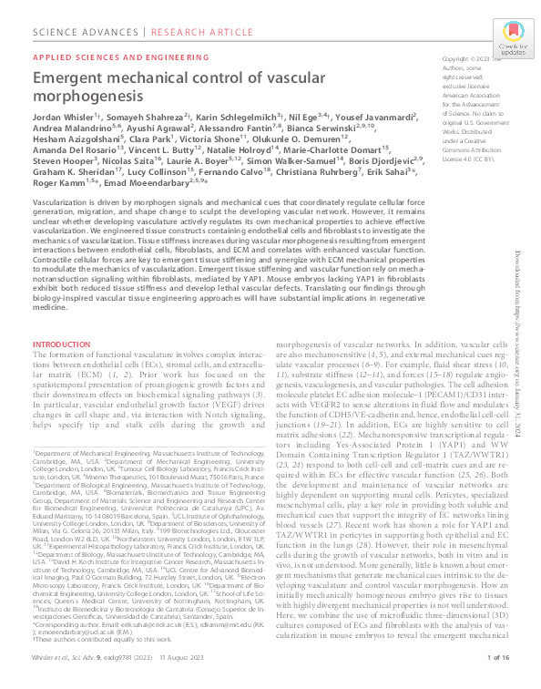 Emergent mechanical control of vascular morphogenesis Thumbnail