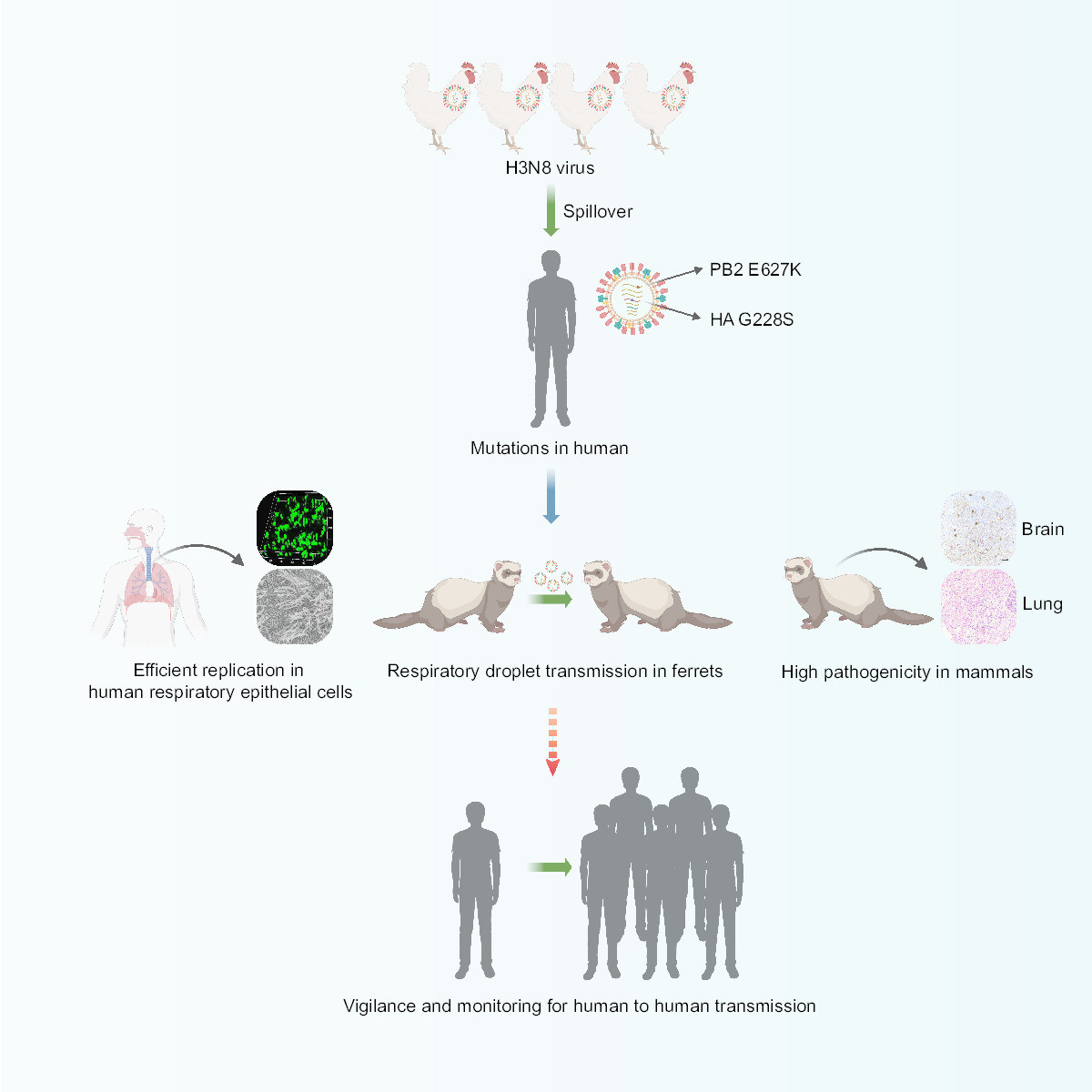 Airborne transmission of human-isolated avian H3N8 influenza virus between ferrets Thumbnail