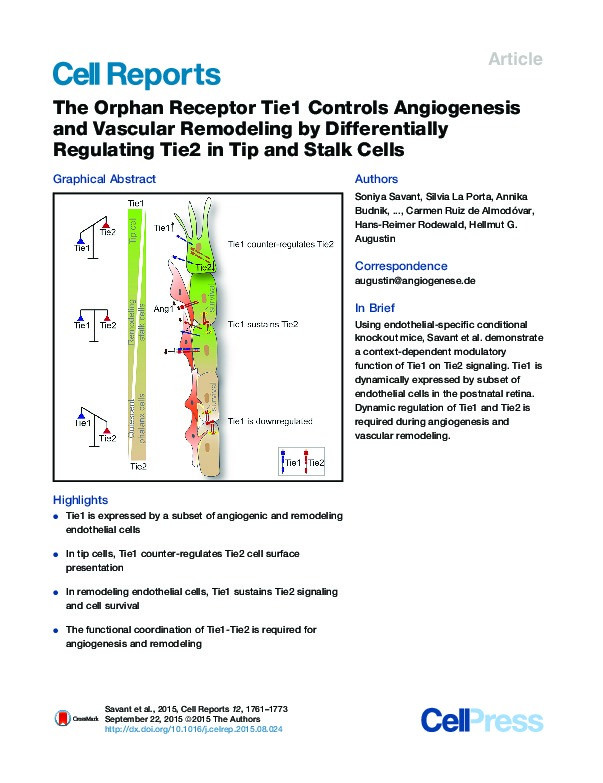 The Orphan Receptor Tie1 Controls Angiogenesis and Vascular Remodeling by Differentially Regulating Tie2 in Tip and Stalk Cells Thumbnail