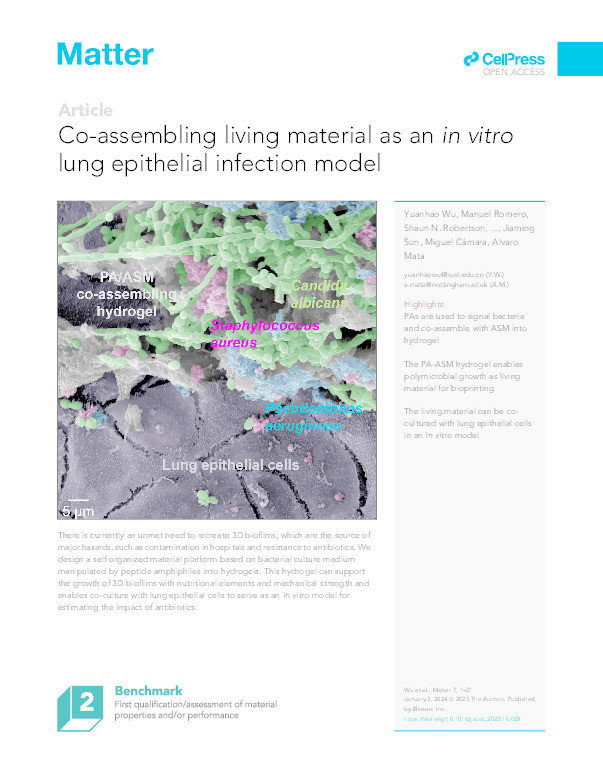 Co-assembling living material as an in vitro lung epithelial infection model Thumbnail
