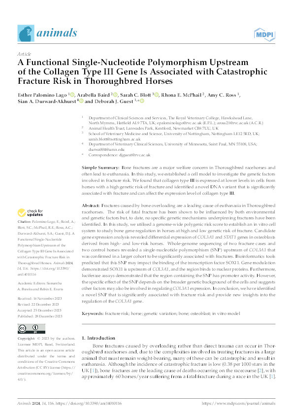 A Functional Single-Nucleotide Polymorphism Upstream of the Collagen Type III Gene Is Associated with Catastrophic Fracture Risk in Thoroughbred Horses Thumbnail