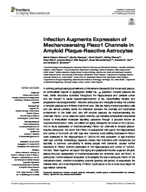 Infection Augments Expression of Mechanosensing Piezo1 Channels in Amyloid Plaque-Reactive Astrocytes Thumbnail
