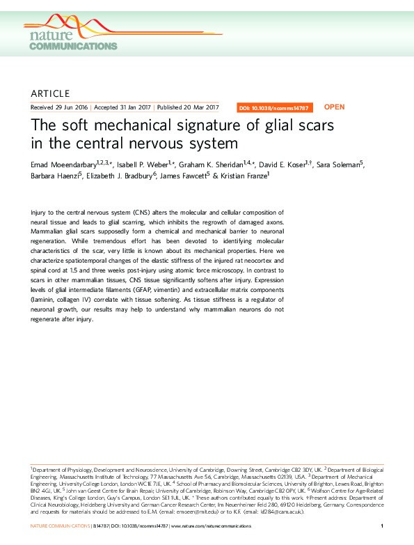The soft mechanical signature of glial scars in the central nervous system Thumbnail