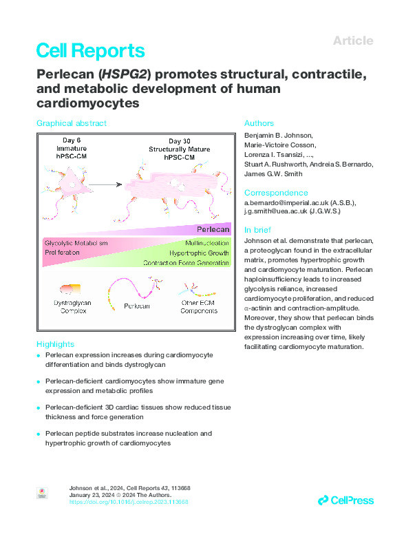 Perlecan (HSPG2) promotes structural, contractile, and metabolic development of human cardiomyocytes Thumbnail