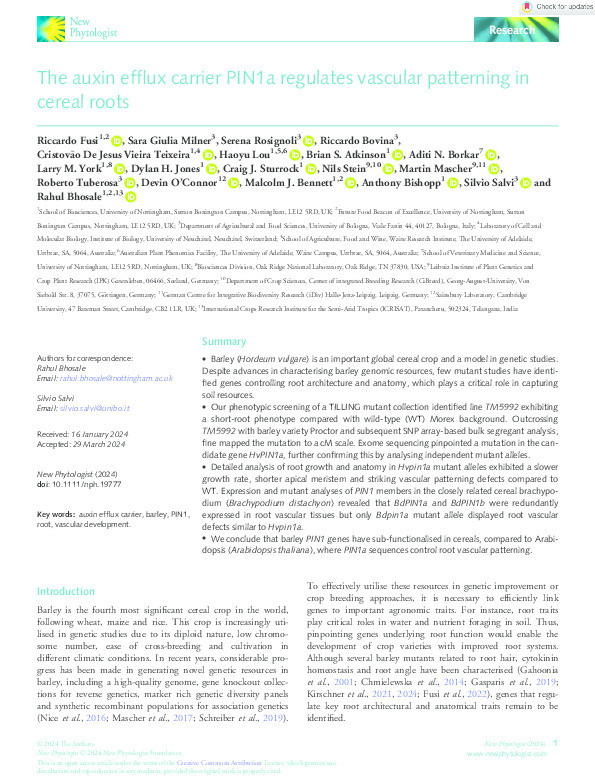 The auxin efflux carrier PIN1a regulates vascular patterning in cereal roots Thumbnail