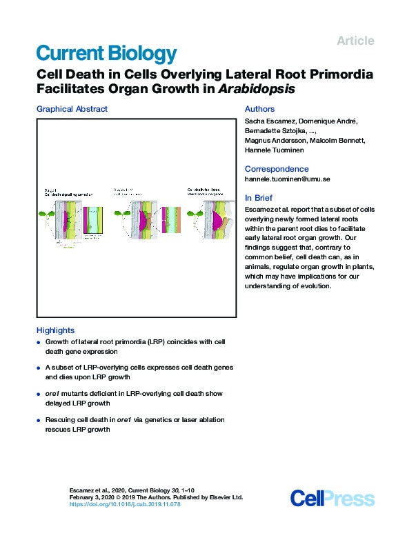 Cell Death in Cells Overlying Lateral Root Primordia Facilitates Organ Growth in Arabidopsis Thumbnail
