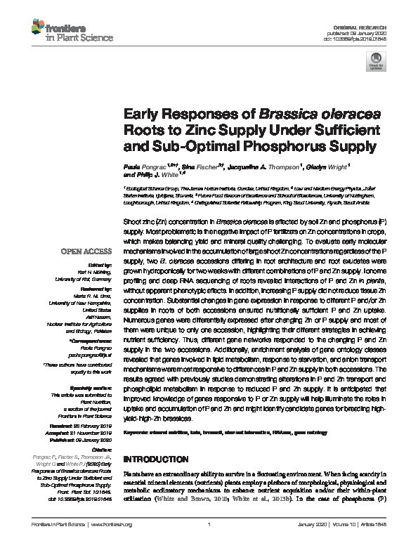 Early Responses of Brassica oleracea Roots to Zinc Supply Under Sufficient and Sub-Optimal Phosphorus Supply Thumbnail