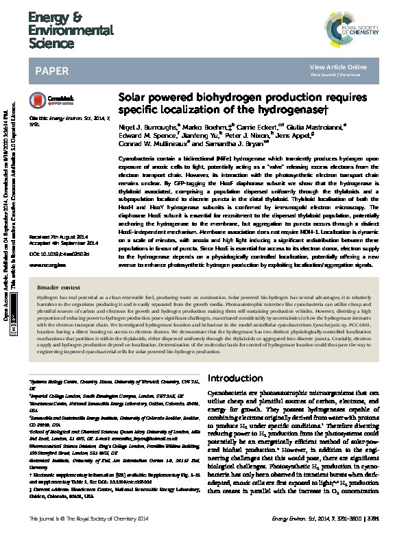 Solar powered biohydrogen production requires specific localization of the hydrogenase Thumbnail