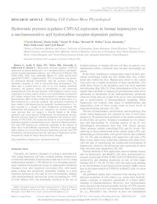 Hydrostatic pressure regulates CYP1A2 expression in human hepatocytes via a mechanosensitive aryl hydrocarbon receptor-dependent pathway Thumbnail