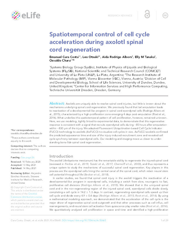 Spatiotemporal control of cell cycle acceleration during axolotl spinal cord regeneration Thumbnail