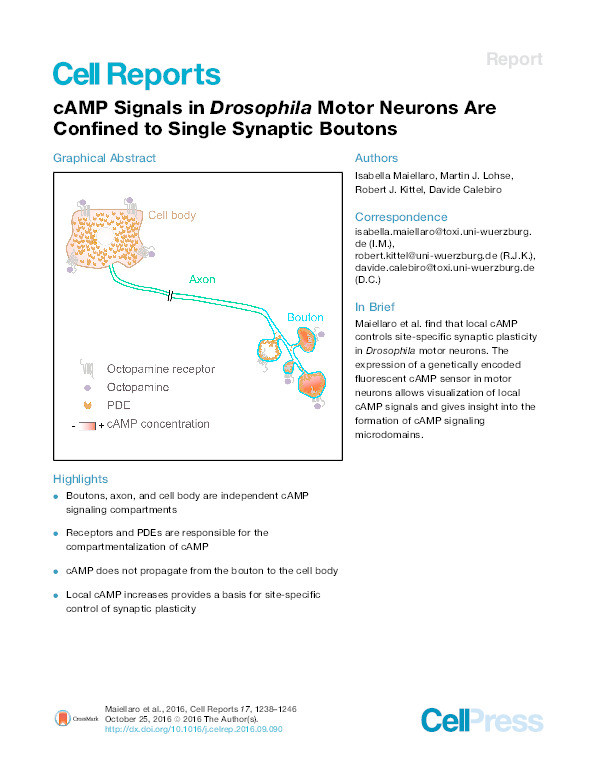 cAMP Signals in Drosophila Motor Neurons Are Confined to Single Synaptic Boutons Thumbnail