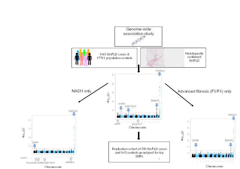 Genome-wide association study of non-alcoholic fatty liver and steatohepatitis in a histologically-characterised cohort Thumbnail