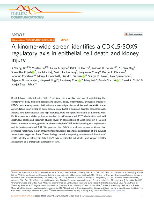 A kinome-wide screen identifies a CDKL5-SOX9 regulatory axis in epithelial cell death and kidney injury Thumbnail
