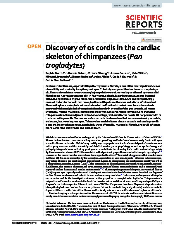 Discovery of os cordis in the cardiac skeleton of chimpanzees (Pan troglodytes) Thumbnail