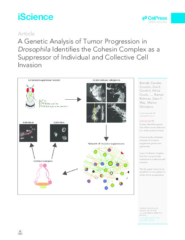 A Genetic Analysis of Tumor Progression in Drosophila Identifies the Cohesin Complex as a Suppressor of Individual and Collective Cell Invasion Thumbnail