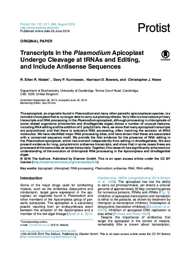 Transcripts in the Plasmodium Apicoplast Undergo Cleavage at tRNAs and Editing, and Include Antisense Sequences Thumbnail