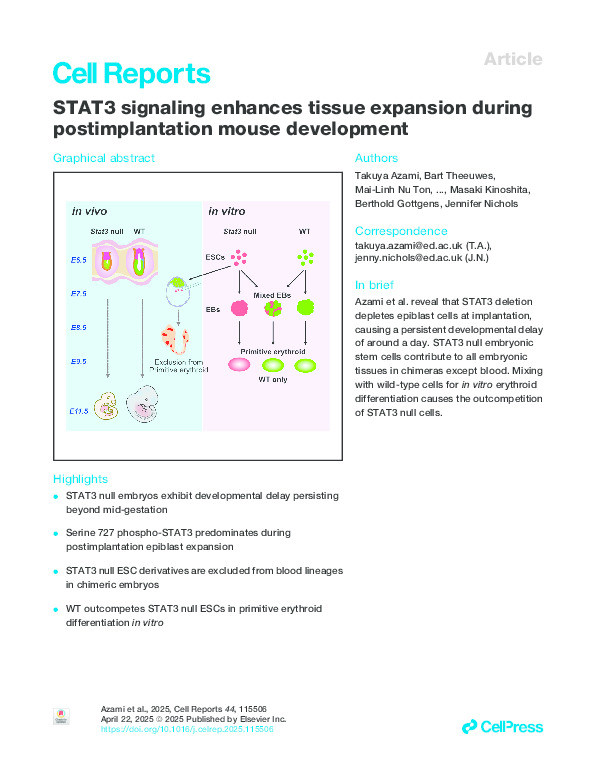 STAT3 signaling enhances tissue expansion during postimplantation mouse development Thumbnail