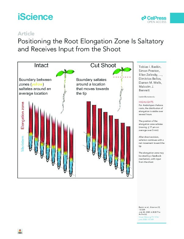 Positioning the Root Elongation Zone Is Saltatory and Receives Input from the Shoot Thumbnail