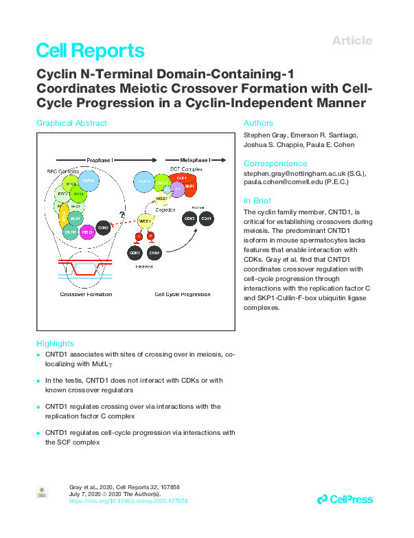 Cyclin N-Terminal Domain-Containing-1 Coordinates Meiotic Crossover Formation with Cell-Cycle Progression in a Cyclin-Independent Manner Thumbnail