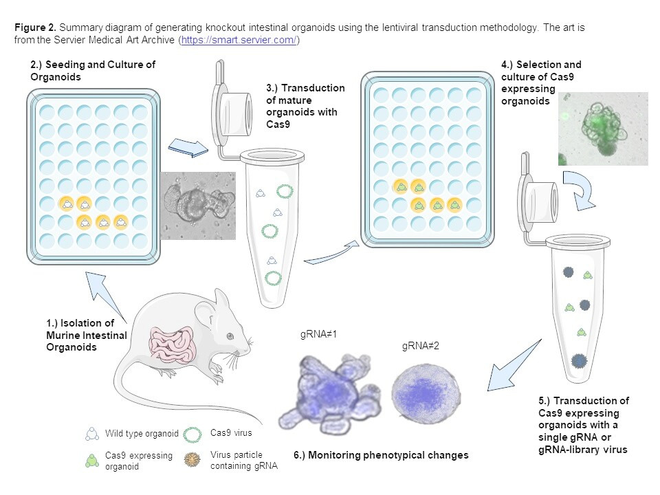 Generating and Utilizing Murine Cas9-Expressing Intestinal Organoids for Large-Scale Knockout Genetic Screening Thumbnail