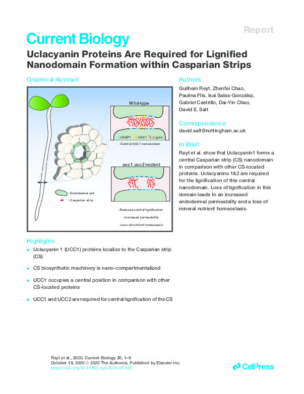 Uclacyanin Proteins Are Required for Lignified Nanodomain Formation within Casparian Strips Thumbnail