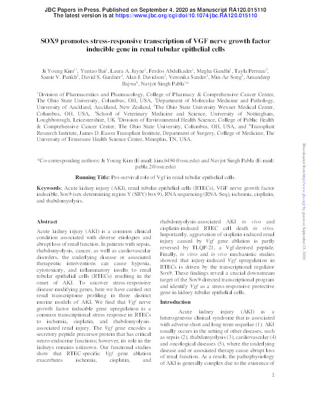 SOX9 promotes stress-responsive transcription of VGF nerve growth factor inducible gene in renal tubular epithelial cells Thumbnail