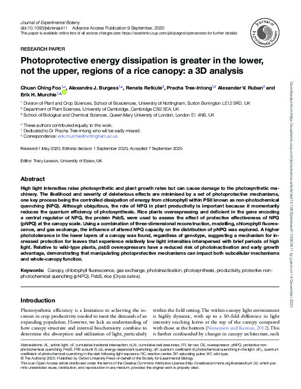 Photoprotective energy dissipation is greater in the lower, not the upper, regions of a rice canopy: A 3D analysis Thumbnail