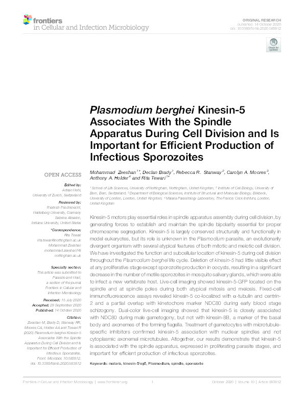 Plasmodium berghei Kinesin-5 Associates With the Spindle Apparatus During Cell Division and Is Important for Efficient Production of Infectious Sporozoites Thumbnail