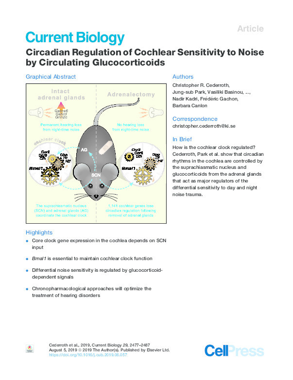 Circadian Regulation of Cochlear Sensitivity to Noise by Circulating Glucocorticoids Thumbnail