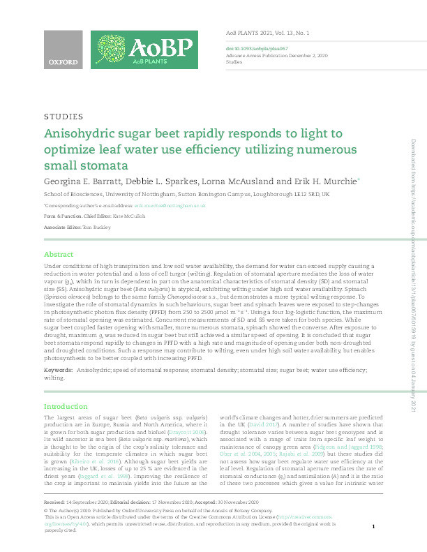Anisohydric sugar beet rapidly responds to light to optimize leaf water use efficiency utilizing numerous small stomata Thumbnail