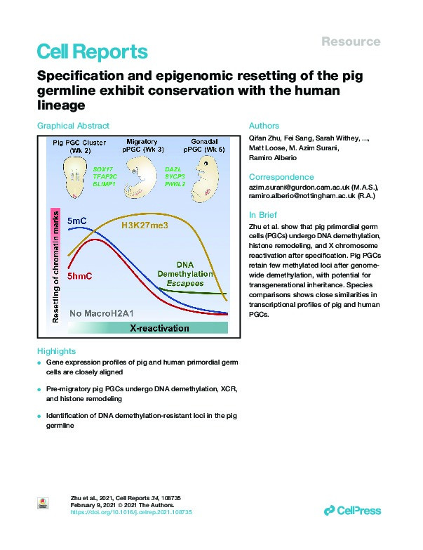 Specification and epigenomic resetting of the pig germline exhibit conservation with the human lineage Thumbnail