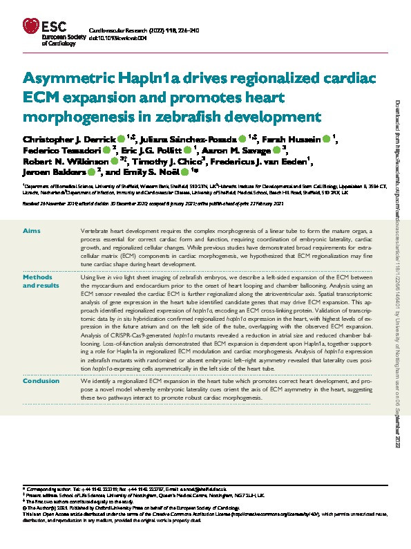 Asymmetric Hapln1a drives regionalized cardiac ECM expansion and promotes heart morphogenesis in zebrafish development Thumbnail