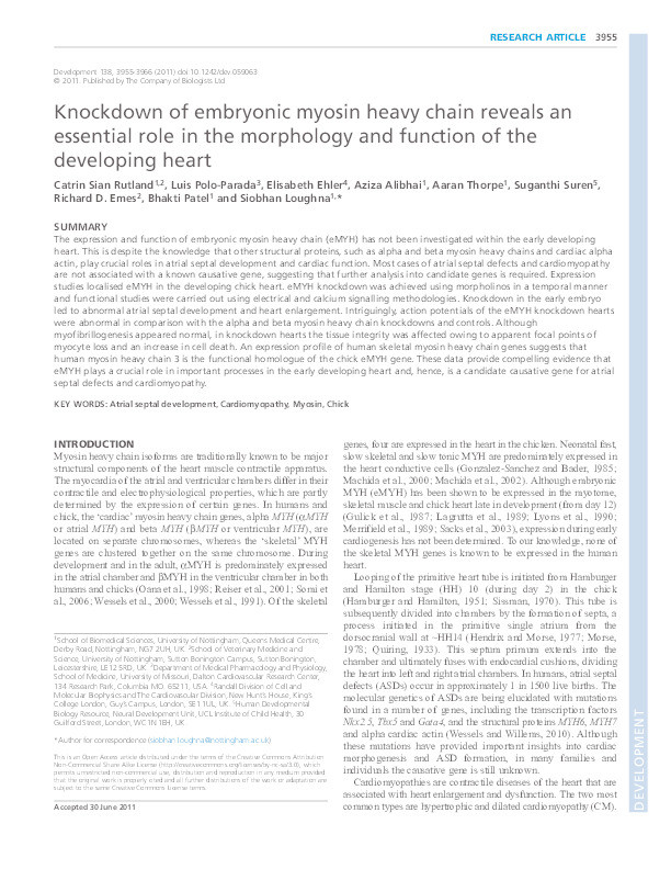 Knockdown of embryonic myosin heavy chain reveals an essential role in the morphology and function of the developing heart Thumbnail