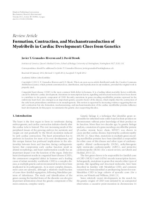 Formation, contraction, and mechanotransduction of myofribrils in cardiac development: clues from genetics Thumbnail