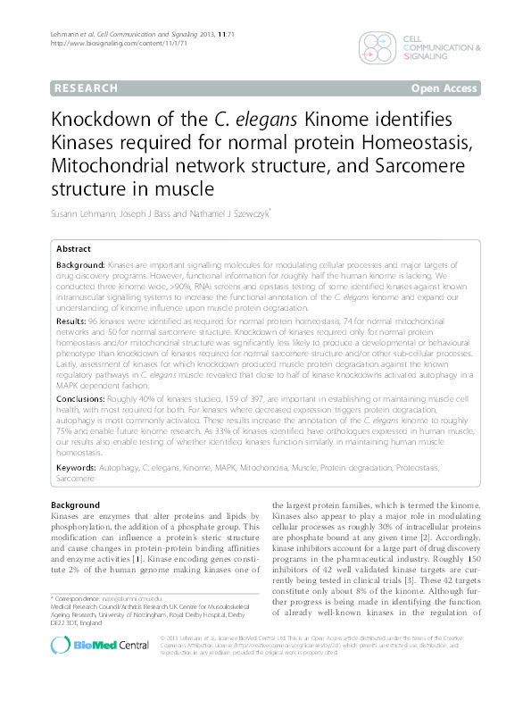 Knockdown of the C. elegans kinome identifies kinases required for normal protein homeostasis, mitochondrial network structure, and sarcomere structure in muscle Thumbnail