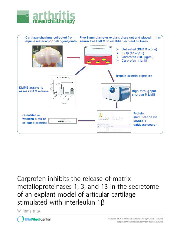 Carprofen inhibits the release of matrix metalloproteinases 1, 3, and 13 in the secretome of an explant model of articular cartilage stimulated with interleukin 1? Thumbnail