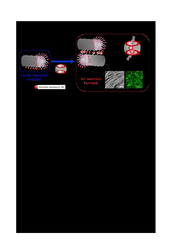 Peptide Amphiphile Hydrogels Based on Homoternary Cucurbit[8]uril Host-Guest Complexes Thumbnail