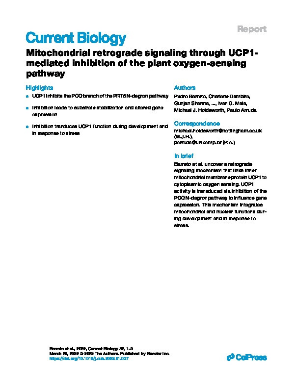 Mitochondrial retrograde signaling through UCP1-mediated inhibition of the plant oxygen-sensing pathway Thumbnail