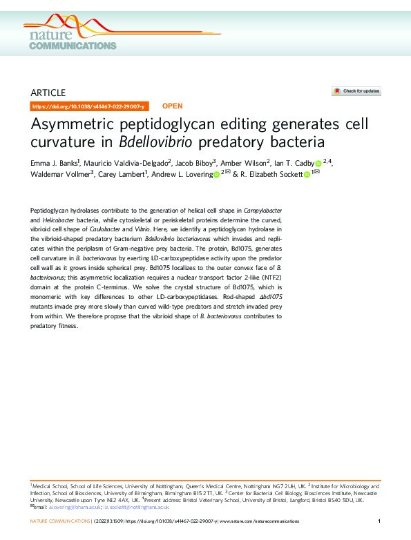 Asymmetric peptidoglycan editing generates cell curvature in Bdellovibrio predatory bacteria Thumbnail