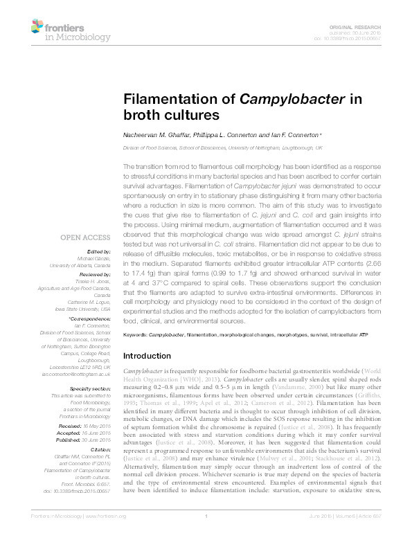 Filamentation of Campylobacter in broth cultures Thumbnail