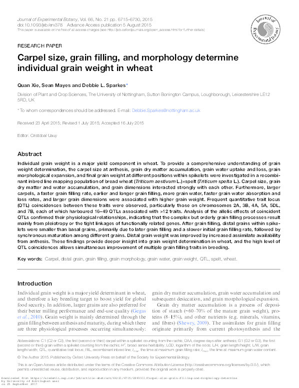 Carpel size, grain filling, and morphology determine individual grain weight in wheat Thumbnail