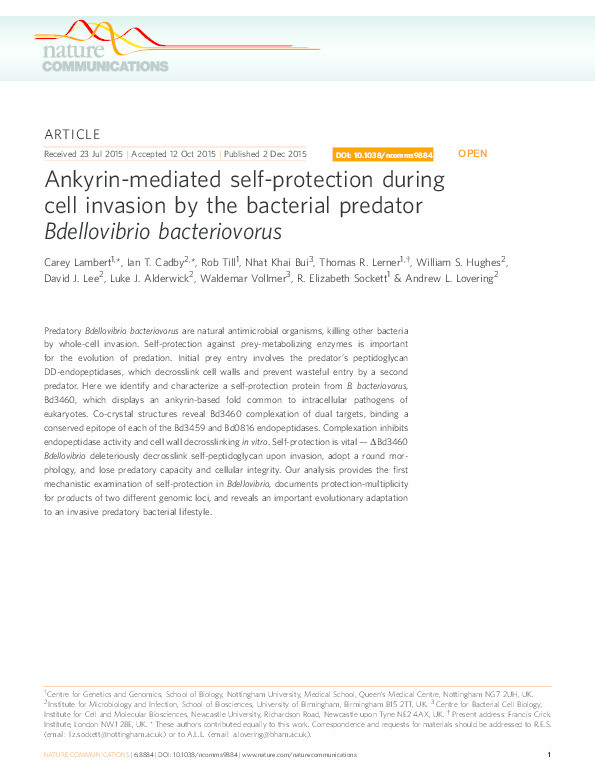 Ankyrin-mediated self-protection during cell invasion by the bacterial predator Bdellovibrio bacteriovorus Thumbnail