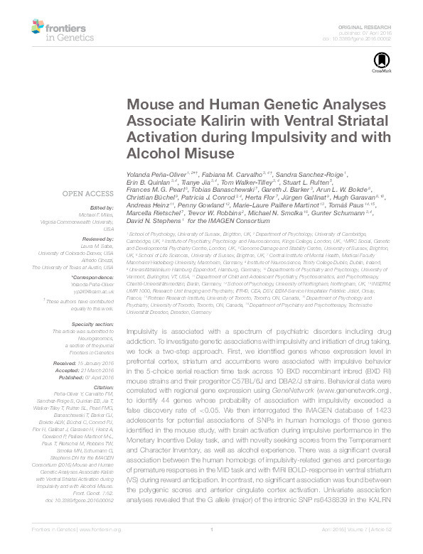 Mouse and human genetic analyses associate Kalirin with ventral striatal activation during impulsivity and with alcohol misuse Thumbnail