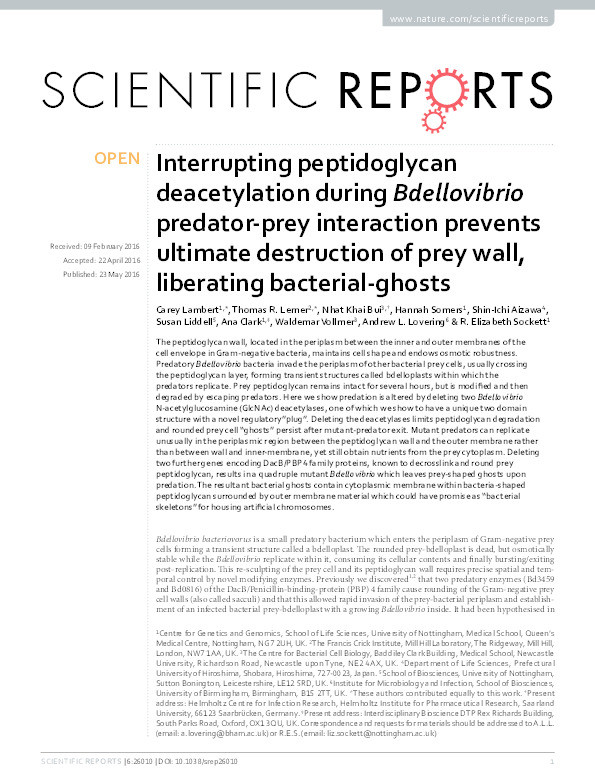 Interrupting peptidoglycan deacetylation during Bdellovibrio predator-prey interaction prevents ultimate destruction of prey wall, liberating bacterial-ghosts Thumbnail